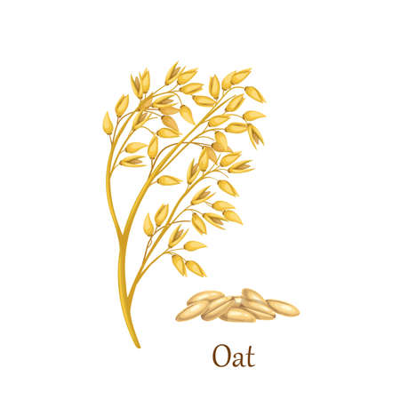 Oat grass cereal cropsのイラスト素材