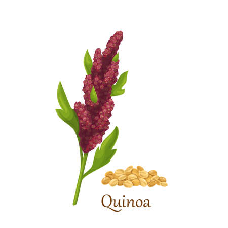 Quinoa grass cereal cropsのイラスト素材