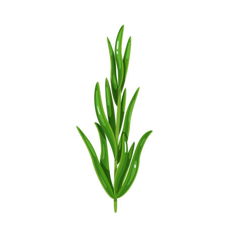 Tarragon vector illustration.のイラスト素材