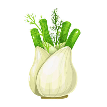 Fennel root vector illustration.のイラスト素材