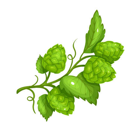 Hop branch, symbol of beer festival Oktoberfest.のイラスト素材