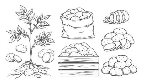 Potato outline icons setのイラスト素材