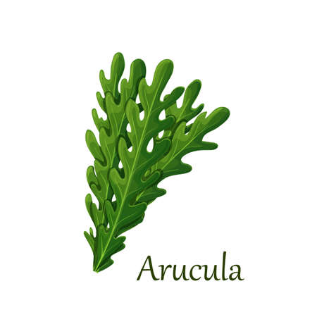 Green leaves of rucola or arugulaのイラスト素材