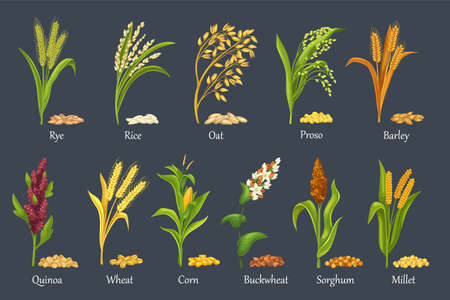 Grass cereal crops, agricultural plantのイラスト素材