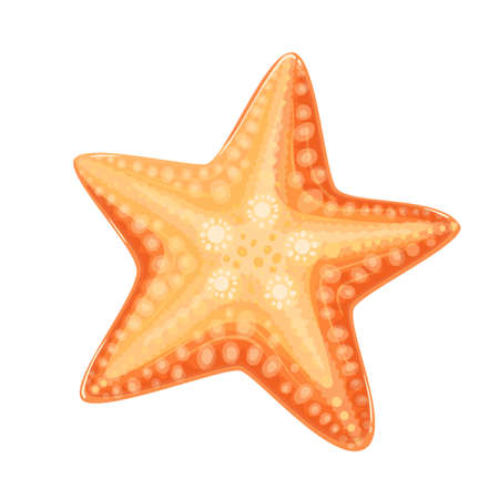 Starfish or sea starのイラスト素材
