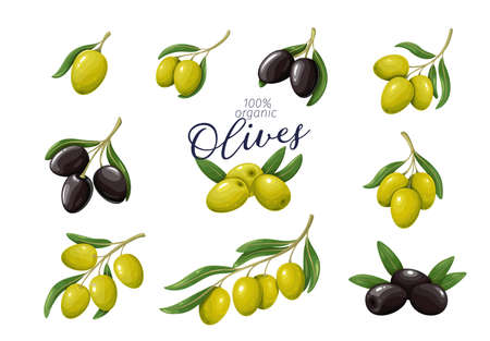 Green and black olivesのイラスト素材