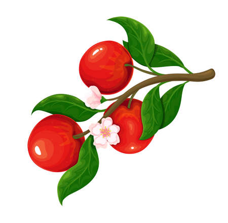 Blossoming branch of apple with fruitsのイラスト素材