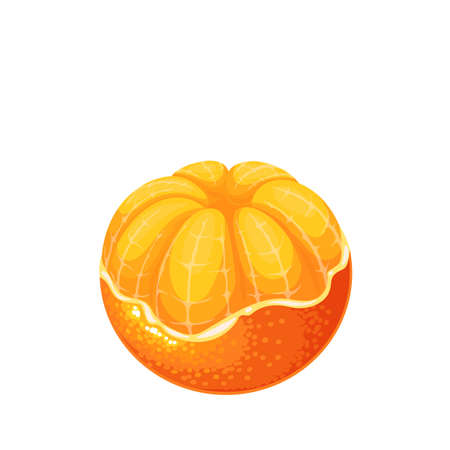 Half opened mandarin or tangerineのイラスト素材