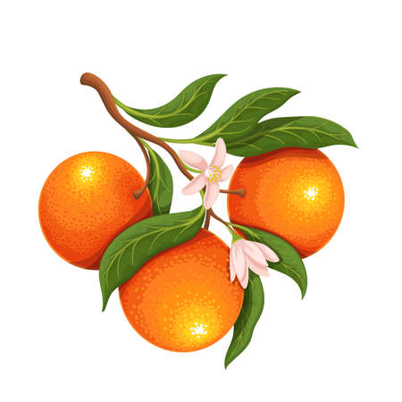 Blossoming branch of tangerine or mandarinのイラスト素材