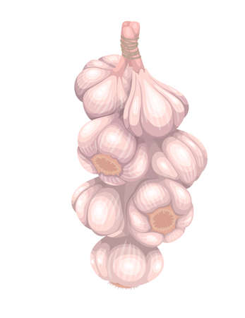 Hanging bunch of garlic bulbsのイラスト素材