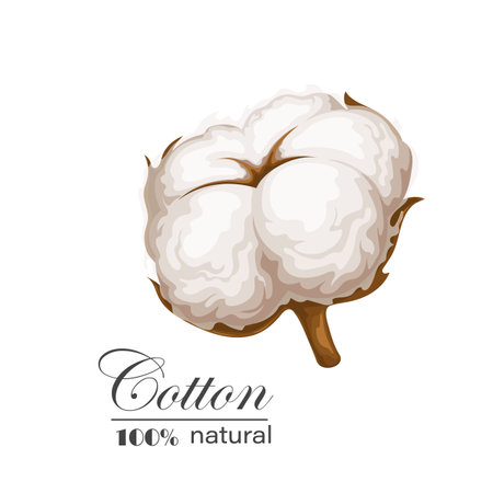 Cotton white flowerのイラスト素材