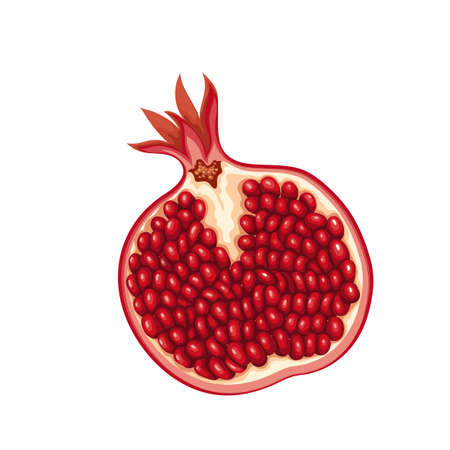 Pomegranate fruitのイラスト素材