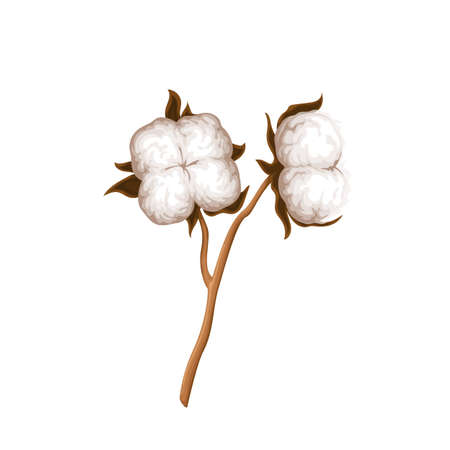 Cotton illustrationのイラスト素材