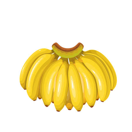 Banana branch fruitsのイラスト素材