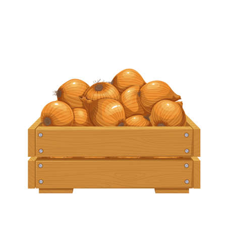 Onion bulbs in wooden crateのイラスト素材