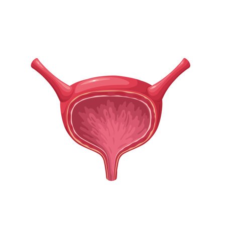 Urinary bladder, isolated healthy empty female internal organ for collecting urineのイラスト素材