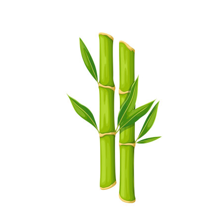 Bamboo stalk with green leaves vector illustration. Cartoon isolated two pieces of sticks with growing leaf on branch, Japanese, Thai or Chinese traditional decoration, natural oriental gardenのイラスト素材