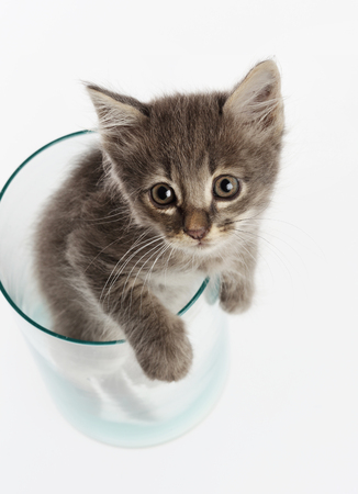 Cute gray kitten in a jar の写真素材