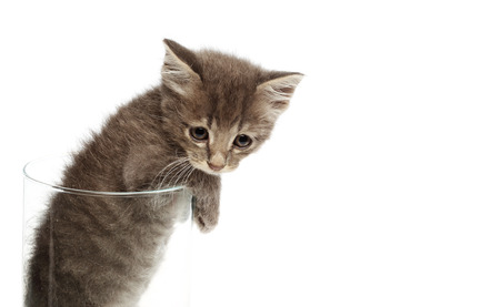 Cute gray kitten in a jar の写真素材