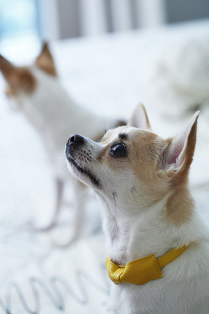 chihuahua on the white bedの写真素材
