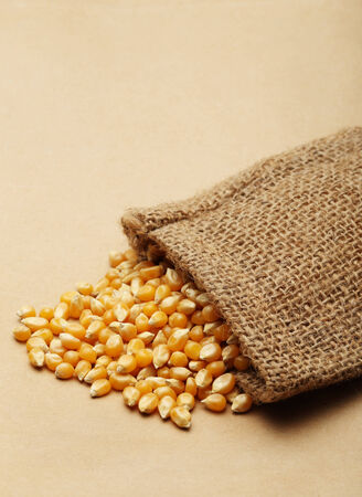 The grain corn in small sackの写真素材
