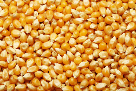 Corn kernels arranged as the background