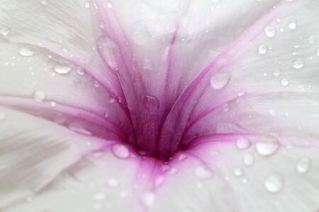 Macro purple flower close up beautiful floral freshness nature background.の写真素材
