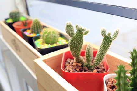 close up cute cactus beautiful plant in office decorationの写真素材