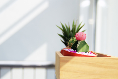 Beautiful cactus pot plant in office decorationの写真素材