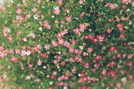 Gypsophila flower beautiful pattern vintage toneの写真素材