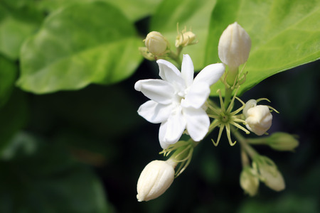 Closeup jasmine flowers on plant.の写真素材