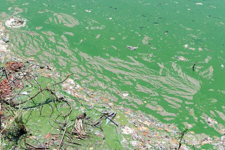 Garbage on green water surface pollution in public canal and waste water from factories.の写真素材