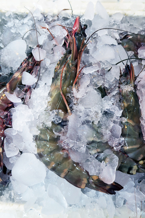 Fresh prawns(Giant tiger prawn) in ice of seafood market or restaurant raw material for cook food.の写真素材