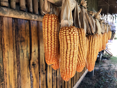 Dried maize or yellow corn hanging on bamboo rack.- Raw materials for made animal food.の写真素材