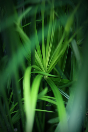 Closeup green leaves water plant (Cyperus alternifolius l., Umbrella plant)の写真素材