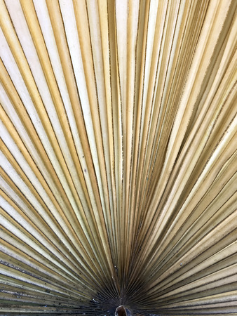 Brown palm leaf abstract texture background. Fan palm leaf.の写真素材