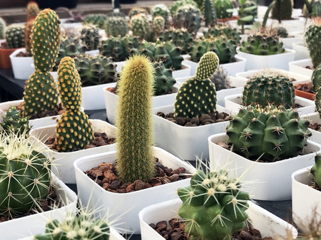 Cactus and succulent pots in plants shop. Decoration house plant hobby for hipster lifestyle....