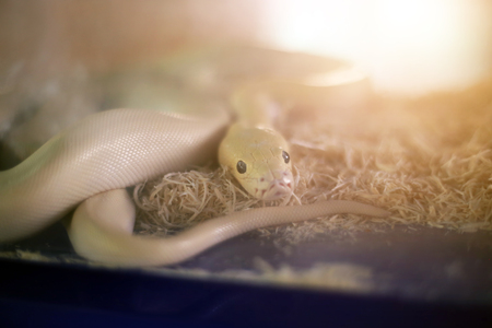 Ball python ivory in glass tank with ray of sun.の写真素材