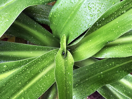 Crinum asiaticum leaf herb is also useful to treat inflamed joints and sprains. Green leaf nature background with dew in rainy day.の写真素材