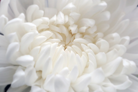 Closeup of white chrysant flower (chrysanthemum) beautiful white petals natural background.の写真素材
