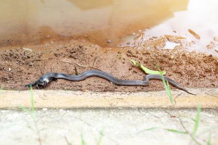 Brown spitting cobra eating frog on the ground. Dangerous animal and poisonous snake species in...