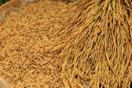 Pile paddy rice of Thai jasmine rice in basket. Farming and agriculture harvest background. Selective focus on rice.の写真素材