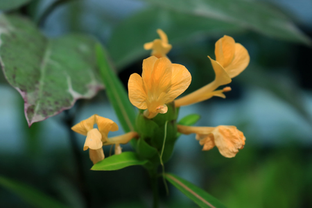 Barleria lupulina (Hop headed barleria flower) herbal tree, Asia folk alternative medicine herbal.の写真素材