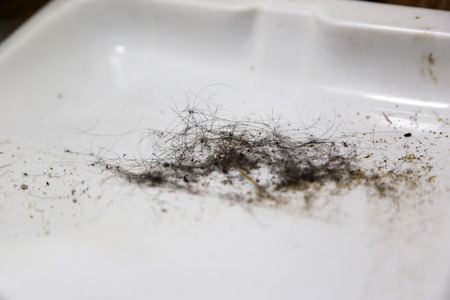 Hair loss and dust in dustpan from the floor and carpet of house.の写真素材