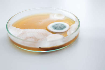 Molds colonies culture in petri dish with mea malt extract agar. Closeup fungus spore growth in...