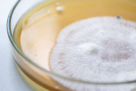 Molds colonies culture in petri dish with mea malt extract agar. Closeup fungus spore growth in...