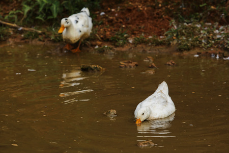 white ducks in swampの写真素材