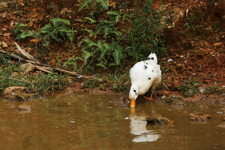 white duck in swampの写真素材