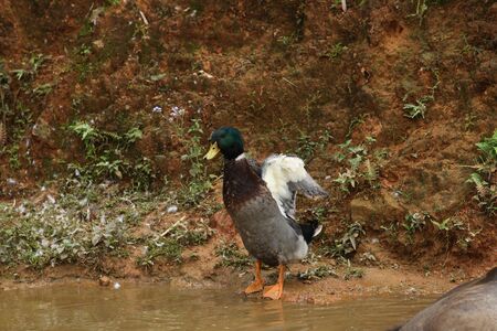 duck in swampの写真素材