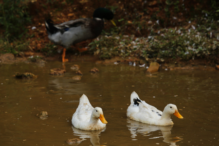 white ducks in swampの写真素材